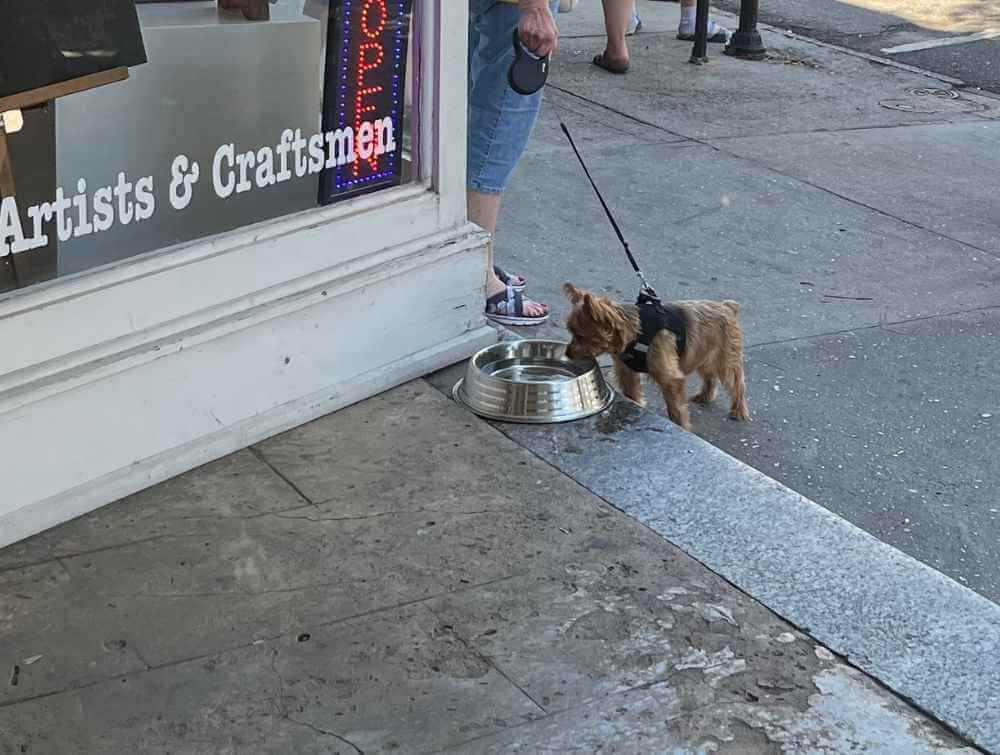 dog-walking-with-water-bowl