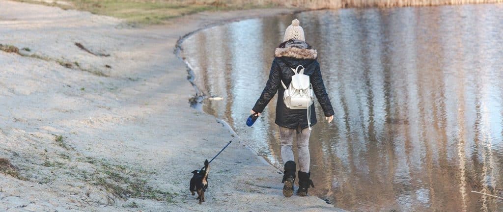 dog-walking-for-money