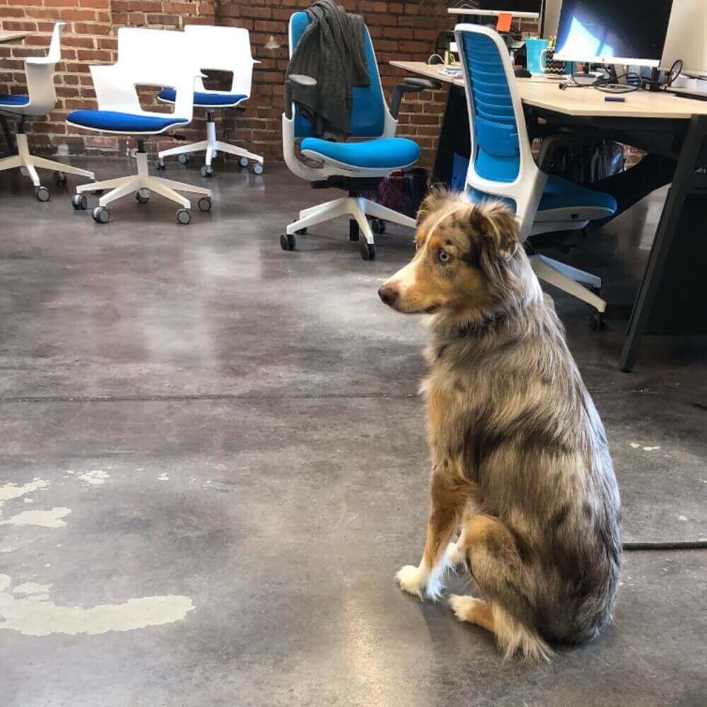 bring-dogs-into-office