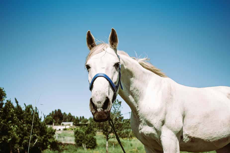 white-horse-in-field