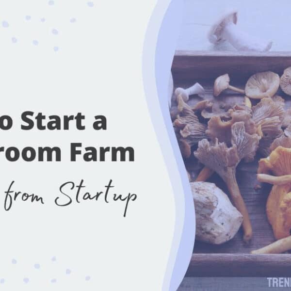 How to Start a Mushroom Farm: Told by Mushroom Farmer